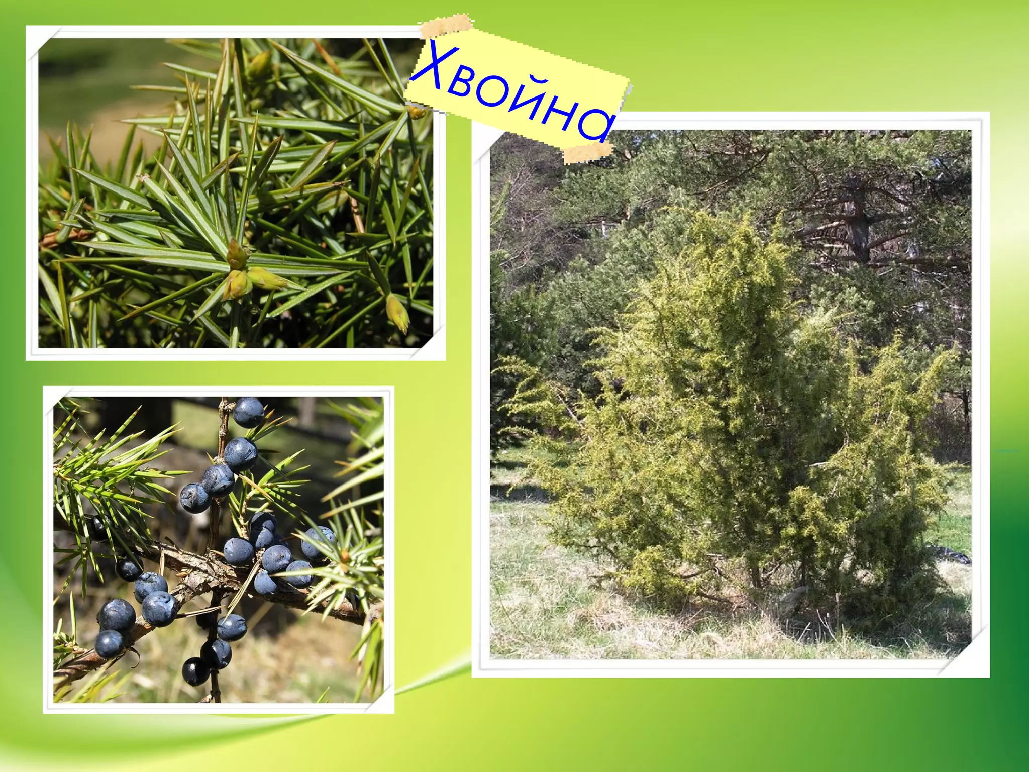 Хвойна
 