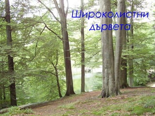 Широколистни
дървета
 