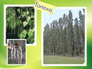 Топола
 