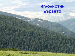 Иглолистни
дървета
 