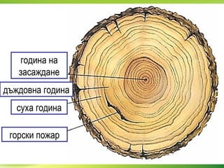 година на
засаждане
дъждовна година
суха година
горски пожар
 