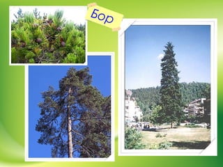 Бор
 