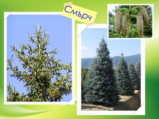 Смърч
 