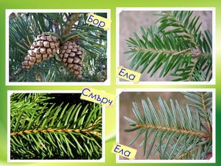 Ела
Ела
Бор
Смърч
 