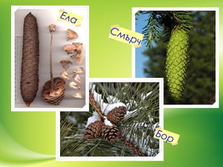 Бор
Ела
Смърч
 