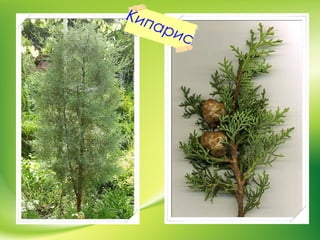 Кипарис
 