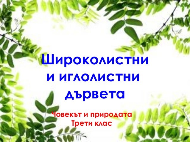 широколистни и иглолистни