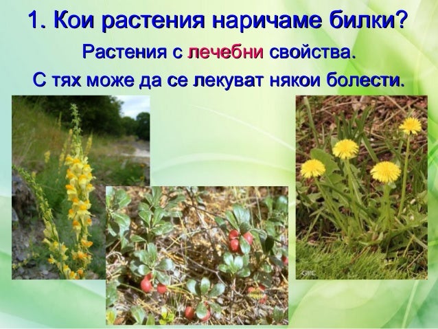 лечебни растения