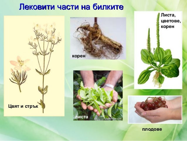 лечебни растения
