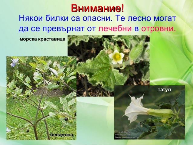 лечебни растения