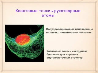 Квантовые точки - рукотворные
атомы
Полупроводниковые наночастицы
называют «квантовыми точками»
Квантовые точки - инструмент
биологов для изучения
внутриклеточных структур
 