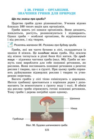 121
§ 38. Гриби – організми.
Значення грибів для природи
Що ти знаєш про гриби?
Царство грибів дуже різноманітне. Ученим відомо
близько 100 тисяч видів цих організмів.
Гриби мають усі ознаки організмів. Вони дихають,
живляться, ростуть, розмножуються і відмирають.
Однак гриби – особливі організми, бо відрізняються
і від рослин, і від тварин.
Розглянь малюнок 96. Розкажи про будову гриба.
Гриби, які ми часто бачимо в лісі, складаються із
шапки й ніжки. Це плодове тіло гриба. Під землею
від ніжок тягнуться в різні боки білі нитки. Це гриб-
ниця – підземна частина гриба (мал. 96). Гриби не мо-
жуть самі виробляти для себе поживні речовини, як
рослини. Вони поглинають поживні речовини з решток
рослин і тварин, що є в ґрунті. При цьому гриби сприя­
ють руйнуванню відмерлих рослин і тварин та утво-
ренню перегною.
Багато грибів у лісі тісно співіснують з деревами.
Нитки грибниці зростаються з корінням дерев і допо-
магають їм всмоктувати з ґрунту воду і солі. В обмін
від рослин гриби отримують готові поживні речовини.
Тому гриби і дерева потрібні один одному.
Грибниця
Шапинка
Ніжка
Мал. 96. Будова шапинкового гриба
 