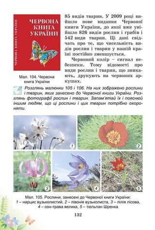 132
85 ви­­дів тварин. У 2009 році ви-
йшло нове видання Червоної
книги України, до якої вже уві-
йшло 826 видів рослин і грибів і
542 види тварин. Ці дані свід-
чать про те, що чисельність ви-
дів рослин і тварин у нашій кра-
їні постійно зменшується.
Червоний колір – сигнал не-
безпеки. Тому відомості про
види рослин і тварин, що зника-
ють, друкують на червоних ар-
кушах.
	 Розглянь малюнки 105 і 106. На них зображено рослини
і тварин, яких занесено до Червоної книги України. Роз-
глянь фотографії рослин і тварин. Запам’ятай їх і пояснюй
іншим людям, що ці рослини і цих тварин потрібно охоро­
няти.
Мал. 105. Рослини, занесені до Червоної книги України:
1 – нарцис вузьколистий, 2 – півонія вузьколиста, 3 – лілія лісова,
4 – сон-трава велика, 5 – тюльпан Шренка
1 2
3 4 5
Мал. 104. Червона
книга України
 