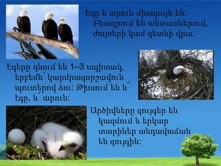 Էգը և արուն միագույն են:
Բնադրում են անտառներում,
ժայռերի կամ գետնի վրա:
Էգերը դնում են 1–3 սպիտակ,
երբեմն՝ կարմրագորշավուն
պուտերով ձու: Թխսում են և՜
էգը, և՜ արուն:
Արծիվները զույգեր են
կազմում և երկար
տարիներ անդավաճան
են զույգին:
 