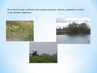 Из птиц на озере и вблизи него можно увидеть цапель, домашних гусей и
уток, мелких пернатых.
 