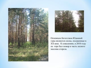 Основным богатством Юдкиной
горы являются сосны, посаженные в
XX веке. К сожалению, в 2010 году
на горе был пожар и часть лесного
массива сгорела.
 