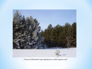 Сосны на Юдкиной горе прекрасны в любое время года!
 