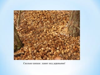 Сколько шишек лежит под деревьями!
 