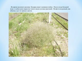 . Во время весеннего разлива Косарка имеет заливную пойму. После ухода большой
воды в пойме реки вырастает много видов луговых растений. На фото воздушный, как
облачко, куст из пряных цветов.
 