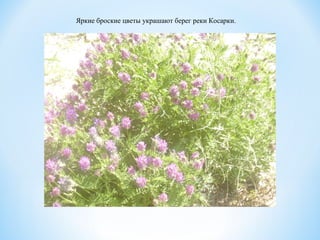 Яркие броские цветы украшают берег реки Косарки.
 