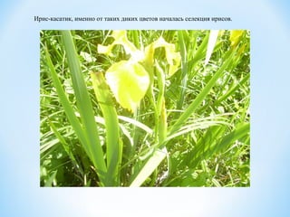 Ирис-касатик, именно от таких диких цветов началась селекция ирисов.
 