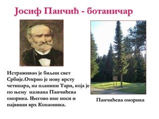 Панчићева оморика
Истраживао је биљни свет
Србије.Открио је нову врсту
четинара, на планини Тари, која је
по њему названа Панчићева
оморика. Његово име носи и
највиши врх Копаоника.
Јосиф Панчић - ботаничар
 
