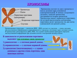 Хромосома состоит из двух хроматид и
после деления ядра становится
однохроматидной. К началу следующего
деления у каждой хромосомы
достраивается вторая хроматида.
Хромосомы имеют первичную перетяжку,
на которой расположена центромера;
перетяжка делит хромосому на два плеча
одинаковой или разной длины.
В зависимости от расположения перетяжкиВ зависимости от расположения перетяжки
выделяютвыделяют три основных вида хромосомтри основных вида хромосом::
1) равноплечие — с плечами равной длины;1) равноплечие — с плечами равной длины;
2) неравноплечие — с плечами неравной длины;2) неравноплечие — с плечами неравной длины;
3) одноплечие (палочковидные) — с одним3) одноплечие (палочковидные) — с одним
длинным и другим очень коротким, едвадлинным и другим очень коротким, едва
заметным плечомзаметным плечом
ХРОМОСОМЫХРОМОСОМЫ
Хроматиновые структуры — носители ДНК - ДНК состоит из участков — генов, несущих
наследственную информацию и передающихся от предков к потомкам через половые клетки.
В хромосомах синтезируются ДНК, РНК, что служит необходимым фактором передачи
наследственной информации при делении клеток и построении молекул белка.
 