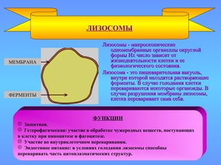 Лизосомы - микроскопическиеЛизосомы - микроскопические
одномембранные органеллы округлойодномембранные органеллы округлой
формы Их число зависит отформы Их число зависит от
жизнедеятельности клетки и еежизнедеятельности клетки и ее
физиологического состояния.физиологического состояния.
Лизосома - это пищеварительная вакуоль,Лизосома - это пищеварительная вакуоль,
внутри которой находятся растворяющиевнутри которой находятся растворяющие
ферменты. В случае голодания клеткиферменты. В случае голодания клетки
перевариваются некоторые органоиды. Вперевариваются некоторые органоиды. В
случае разрушения мембраны лизосомы,случае разрушения мембраны лизосомы,
клетка переваривает сама себя.клетка переваривает сама себя.
ЛИЗОСОМЫ
МЕМБРАНА
ФЕРМЕНТЫ
ФУНКЦИИ
 Защитная.
 Гетерофагическая: участие в обработке чужеродных веществ, поступающих
в клетку при пиноцитозе и фагоцитозе.
 Участие во внутриклеточном переваривании.
 Эндогенное питание: в условиях голодания лизосомы способны
переваривать часть цитоплазматических структур.
 