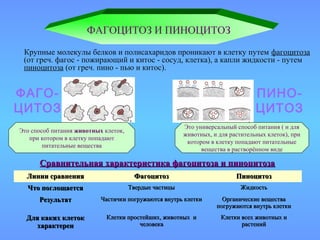 Сравнительная характеристика фагоцитоза и пиноцитозаСравнительная характеристика фагоцитоза и пиноцитоза
ФАГОЦИТОЗ И ПИНОЦИТОЗ
Крупные молекулы белков и полисахаридов проникают в клетку путем фагоцитоза
(от греч. фагос - пожирающий и китос - сосуд, клетка), а капли жидкости - путем
пиноцитоза (от греч. пино - пью и китос).
Это способ питания животных клеток,
при котором в клетку попадают
питательные вещества
Это универсальный способ питания ( и для
животных, и для растительных клеток), при
котором в клетку попадают питательные
вещества в растворённом виде
ФАГО-
ЦИТОЗ
ПИНО-
ЦИТОЗ
Линии сравненияЛинии сравнения ФагоцитозФагоцитоз ПиноцитозПиноцитоз
Что поглощаетсяЧто поглощается Твердые частицыТвердые частицы ЖидкостьЖидкость
РезультатРезультат Частички погружаются внутрь клеткиЧастички погружаются внутрь клетки Органические веществаОрганические вещества
погружаются внутрь клеткипогружаются внутрь клетки
Для каких клетокДля каких клеток
характеренхарактерен
Клетки простейших, животных иКлетки простейших, животных и
человекачеловека
Клетки всех животных иКлетки всех животных и
растенийрастений
 