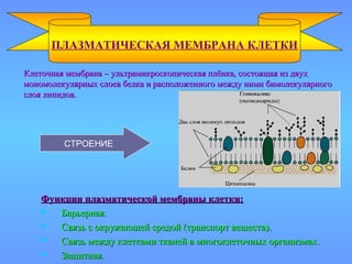 Клеточная мембрана – ультрамикроскопическая плёнка, состоящая из двухКлеточная мембрана – ультрамикроскопическая плёнка, состоящая из двух
мономолекулярных слоев белка и расположенного между ними бимолекулярногомономолекулярных слоев белка и расположенного между ними бимолекулярного
слоя липидов.слоя липидов.
ПЛАЗМАТИЧЕСКАЯ МЕМБРАНА КЛЕТКИ
Функции плазматической мембраны клетки:Функции плазматической мембраны клетки:
 Барьерная.Барьерная.
 Связь с окружающей средой (транспорт веществ).Связь с окружающей средой (транспорт веществ).
 Связь между клетками тканей в многоклеточных организмах.Связь между клетками тканей в многоклеточных организмах.
 Защитная.Защитная.
СТРОЕНИЕ
 