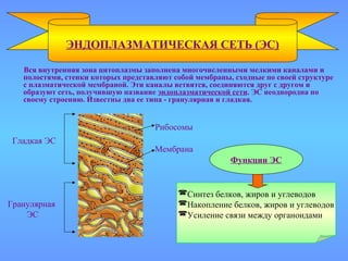 Вся внутренняя зона цитоплазмы заполнена многочисленными мелкими каналами и
полостями, стенки которых представляют собой мембраны, сходные по своей структуре
с плазматической мембраной. Эти каналы ветвятся, соединяются друг с другом и
образуют сеть, получившую название эндоплазматической сети. ЭС неоднородна по
своему строению. Известны два ее типа - гранулярная и гладкая.
ЭНДОПЛАЗМАТИЧЕСКАЯ СЕТЬ (ЭС)
Рибосомы
Мембрана
Гладкая ЭС
Гранулярная
ЭС
Функции ЭС
Синтез белков, жиров и углеводов
Накопление белков, жиров и углеводов
Усиление связи между органоидами
 