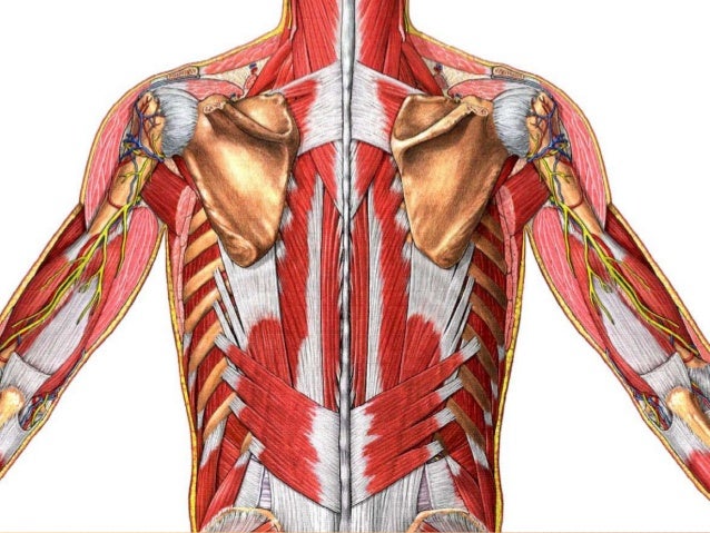 漫談常見之運動傷害與職業傷害