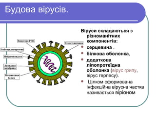 Будова вірусів.
Віруси складаються з
різноманітних
компонентів:
 серцевина .
 білкова оболонка,
 додаткова
ліпопротеїдна
оболонка (вірус грипу,
вірус герпесу).
 Цілком сформована
інфекційна вірусна частка
називається віріоном
 