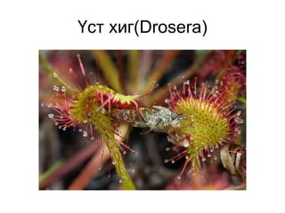 Үст хиг(Drosera)
 