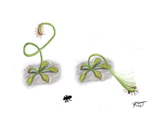 ургамлын хөдөлгөөн