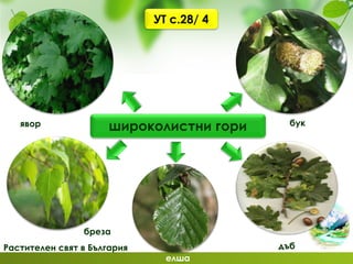 Растителен свят в България
широколистни гори бук
дъб
елша
явор
бреза
УТ с.28/ 4
 