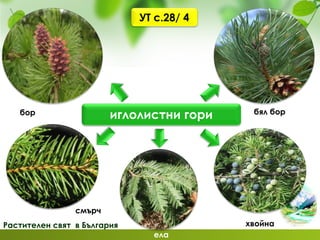 Растителен свят в България
иглолистни гори бял бор
хвойна
ела
бор
смърч
УТ с.28/ 4
 