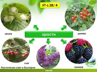 Растителен свят в България
храсти шипка
къпина
люляк
леска
глог
УТ с.28/ 4
 