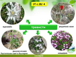 Растителен свят в България
тревисти родопско лале
мащерка
силивряк
еделвайс
рилска иглика
УТ с.28/ 4
 