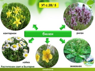 Растителен свят в България
билки риган
живовлек
омайниче
кантарион
лайка
УТ с.28/ 5
 
