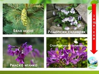 Бяла мура
Рилска иглика
Родопски силивряк
Странджанска зеленика
З
А
Щ
И
Т
Е
Н
И
 
