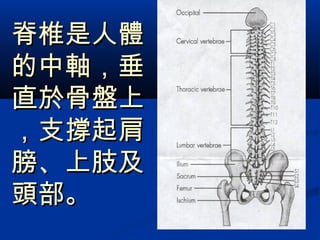 脊椎是人體脊椎是人體
的中軸，垂的中軸，垂
直於骨盤上直於骨盤上
，支撐起肩，支撐起肩
膀、上肢及膀、上肢及
頭部。頭部。
 