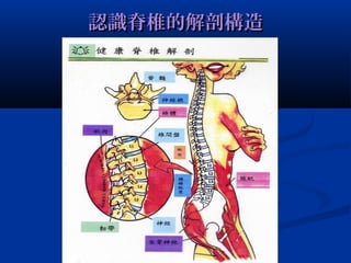 認識脊椎的解剖構造認識脊椎的解剖構造
 