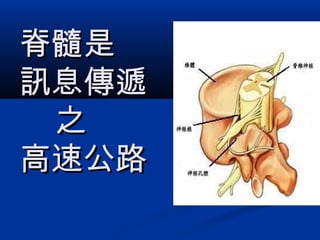 脊髓是脊髓是
訊息傳遞訊息傳遞
之之
高速公路高速公路
 