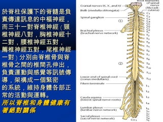 於脊柱保護下的脊髓是負於脊柱保護下的脊髓是負
責傳達訊息的中樞神經，責傳達訊息的中樞神經，
而三十一對脊椎神經而三十一對脊椎神經 (( 頸頸
椎神經八對，胸椎神經十椎神經八對，胸椎神經十
二對，腰椎神經五對，二對，腰椎神經五對，
薦椎神經五對，尾椎神經薦椎神經五對，尾椎神經
一對一對 )) 分別由脊椎骨與脊分別由脊椎骨與脊
椎骨之間的椎間孔伸出，椎骨之間的椎間孔伸出，
負責運動與感覺等訊號傳負責運動與感覺等訊號傳
導，架構成一個緊密導，架構成一個緊密
的系統，維持身體各部正的系統，維持身體各部正
常的活動與運轉。常的活動與運轉。
所以脊椎和身體健康有所以脊椎和身體健康有
著絕對關係著絕對關係
 