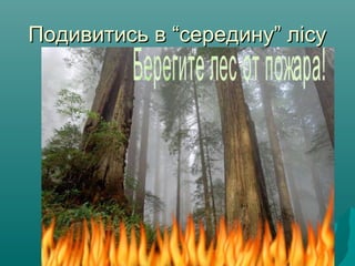 Подивитись в “середину” лісуПодивитись в “середину” лісу
 