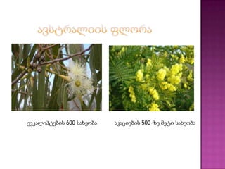 ევკალიპტების 600 სახეობა აკაციების 500-ზე მეტი სახეობა
 