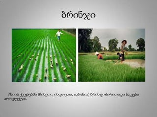 ბრინჯი
აზიის ქვეყნებში (ჩინეთი, ინდოეთი, იაპონია) ბრინჯი ძირითადი საკვები
პროდუქტია.
 