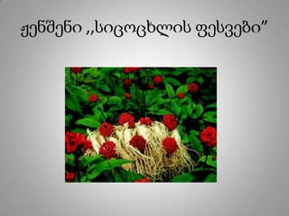 ჟენშენი ,,სიცოცხლის ფესვები”
 