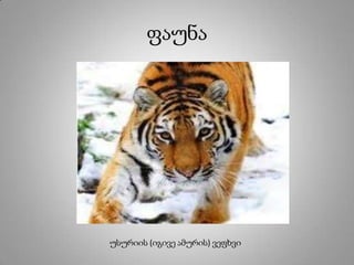 ფაუნა
უსურიის (იგივე ამურის) ვეფხვი
 